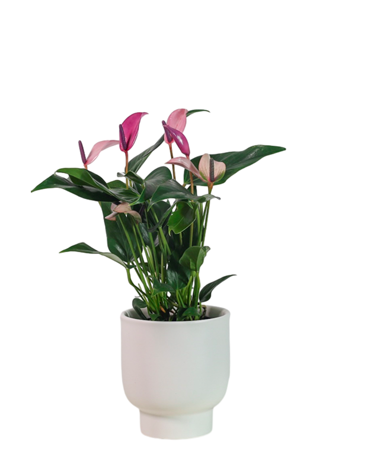 Rosetta Stone安装方法